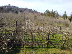 Działka 4260 m² - Dawid Agmaszenebeli, Kobuleti, Gruzja